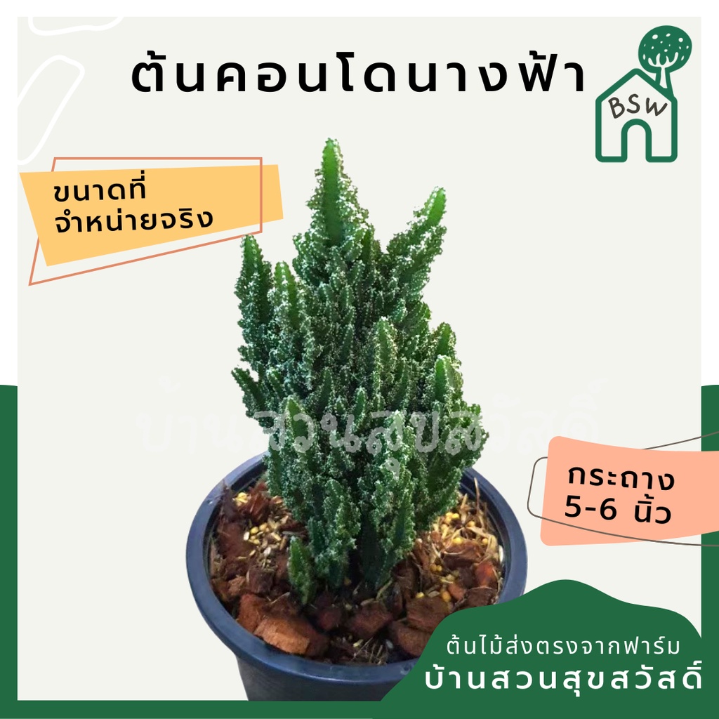 ต้นคอนโดนางฟ้า ต้นใหญ่ ราคา ถูกที่สุด ดีลบีเคเค