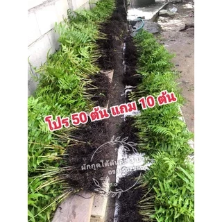ต้นผักกูดใต้แท้ ต้นละ 4 บาทเท่านั้นโปร50ต้นแถม10ต้น