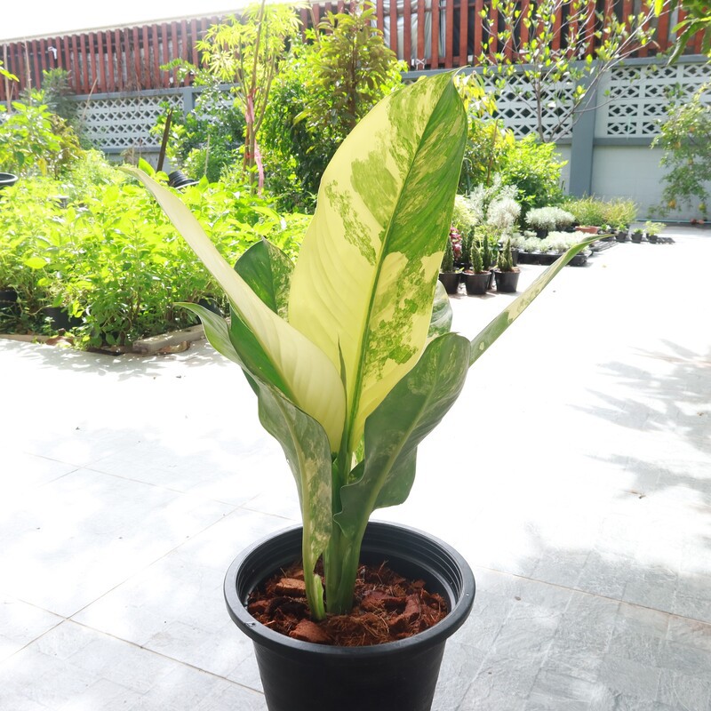 มุมมอง 2