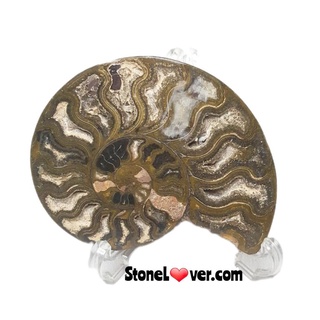 #Ammonite fossil#ฟอสซิลหอย #แอมโมไนต์ 
#หินธรรมชาติ