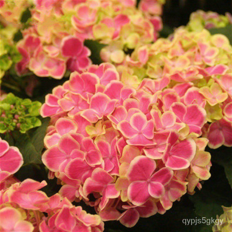 Hot 20pcs bag hydrangea seed bonsai flower seeds hydrangea perennial