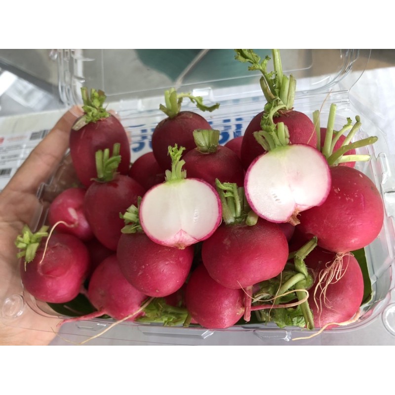 ผักสด- แรดิช (Radish)สวยๆ สดๆ ขนาด 500 กรัม | Shopee Thailand