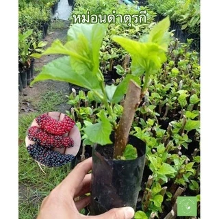 ( พร้อมส่ง ‼️ ) ต้นหม่อนดำตุรกี 1 ชุดมี 4 ต้น ชำกิ่ง 🍇 ใหญ่ ‼️ ดก ‼️ หวาน ‼️ เปรี้ยวอมหวาน ผลดก นำไปทำแยมและน้ำผลไม้ 🚚🌳