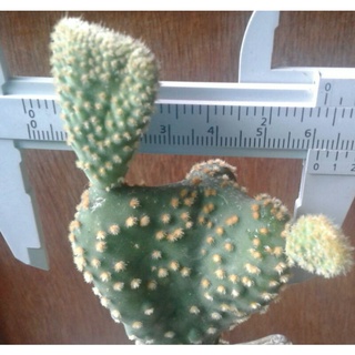 opuntia microdasys pallida cristata ดอทเหลืองคริส หน่อเด็ดสด