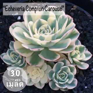 เมล็ดพันธุ์ ไม้อวบน้ำ "Compton Carousel" 30 เมล็ด