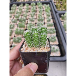 ตุ๊กตาญี่ปุ่นดอกสีขาว Cactus🌵Mammillaria gracilis