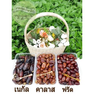 อินทผลัม 3 สายพันธฺ์ุคาลาส ฟรัด เนกัล Date palm