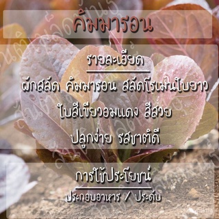 เมล็ดพันธุ์ ผักสลัด คิมมารอน 1000 เมล็ด Cimmaron Romaine Lettuce Seed เมล็ดพันธุ์แท้100% นำเข้าจากต่างประเทศ ปลูกผัก /เม