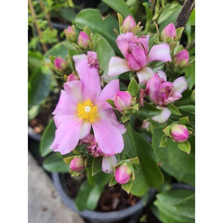 ต้นกุหลาบเมาะลำเลิง ( Pereskia grandifolia Haw. ) หรือ Rose Cactus สีชมพูอ่อน ในกระถาง 10นิ้ว