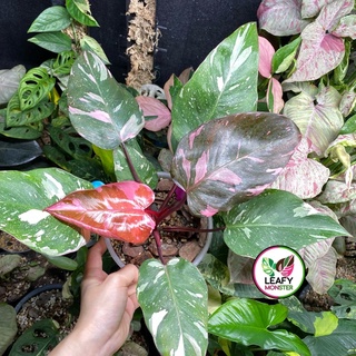 Philodendron Pink Princess Marble King - Leafy Monster