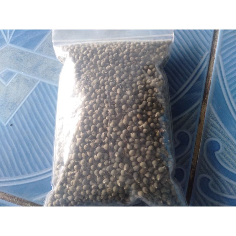 เมล็ดพันธุ์ กระเจี๊ยบขาว ลูกดกลูกใหญ่รสหวานกรอบ50เม็ด35บาท