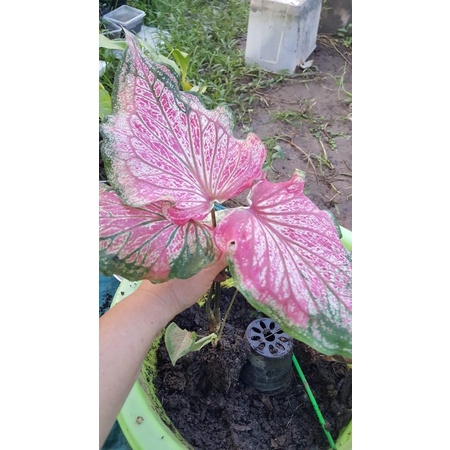 บอนสีขุนศรีคชคงต้นลูกไม้ผ่าเริ่มกัดสีแต่น้อย