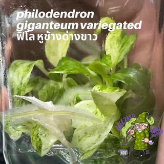 ไม้เนื้อเยื่อ ฟิโลเดนดรอนหูช้างด่างขาว Philodendron giganteum variegated