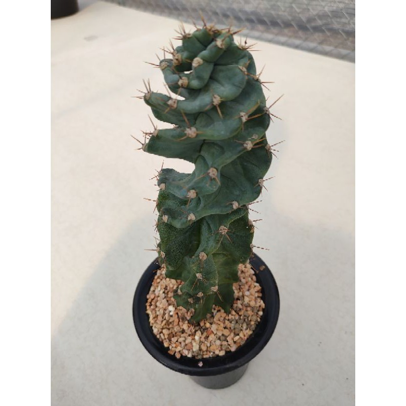 Cake Cactus Farm กระบองเพชร Cereus forbesii 'Spiralis' ซีรีอุส สไปราลิส