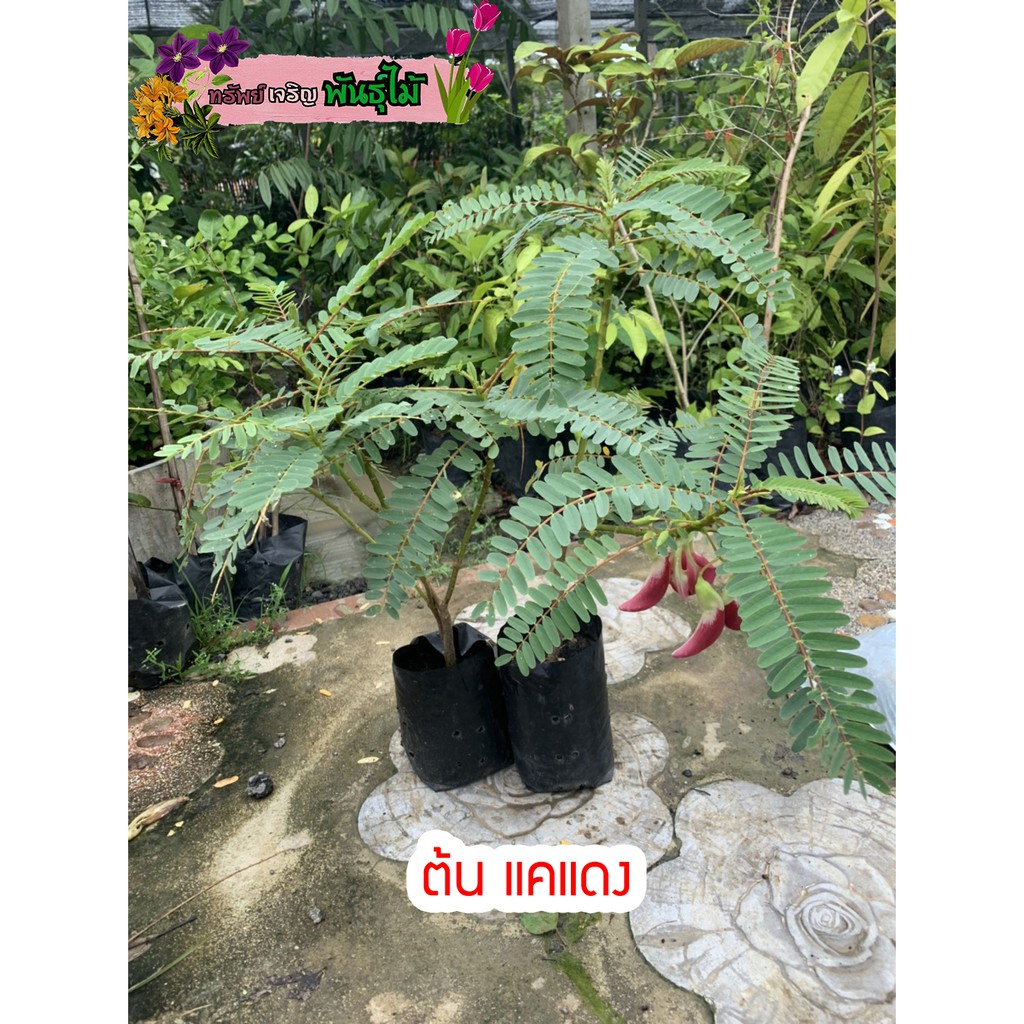 ต้นแคแดงและแคขาว พันธุ์เตี้ย ออกดอกแล้ว สูง 40 cm. พร้อมส่ง สำคัญกรุณาสั่งซื้อในเวลา12:00น.-00:00น.