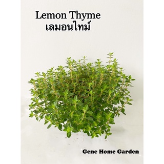 เลมอนไทม์ Lemon Thyme ขนาดกระถาง 4 นิ้ว