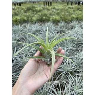 Tillandsia Flexuosa.