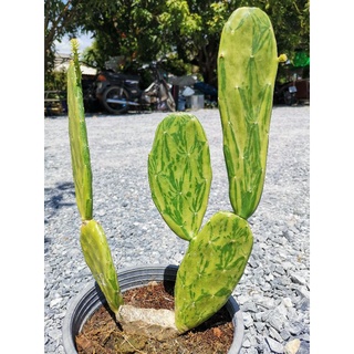 เสมาด่าง 1 ต้น # ตอด่าง หูกระต่าย โอพันเทีย โอพันเทียด่าง opantia​ Cactus แคคตัส กระบองเพชร ไม้อวบน้ำ ไม้กราฟ ราคาถูก