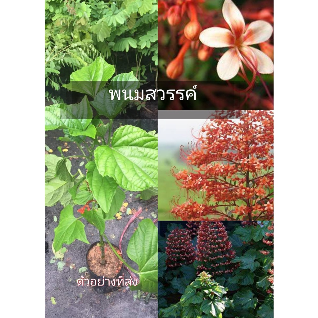 (1ต้น) พนมสวรรค์ #ไม้ประดับตกแต่ง ทองอนันต์
