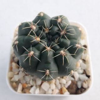 Cake Cactus Farm กระบองเพชร Gymnocalycium baldianum ยิมโนบัลเดียนั่มดอกชมพู