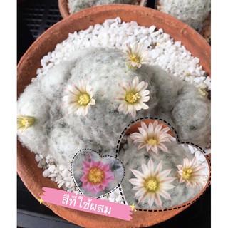 🕊Mammillaria Plumosa เมล็ดขนนกขาว(สีขมพูตัดเส้นเขียวเทา ไว้สีเขียว)