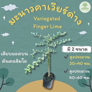 มะนาวนิ้วมือด่าง/มะนาวคาเวียร์ด่าง/มะนาวไข่ปลาด่าง/Variegated Finger Lime