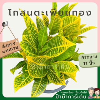 โกสน ตะเพียนทอง ส่งพร้อมกระถาง 11 นิ้ว