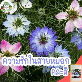 เมล็ดพันธุ์ ความรักในสายหมอกคละสี Love in a Mist (Nigella damascena) (เมล็ด+ดอกไม้กินได้) เมล็ดพันธุ์นำเข้าแท้ 100%