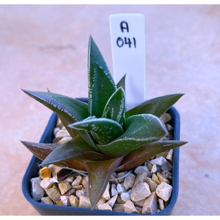 H.marginata ANP-1 A041