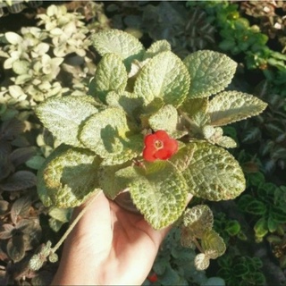 "Episcia"(ซิลเวอร์พิงค์)กระถาง4นิ้ว