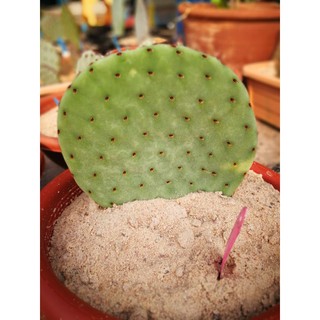 Opuntia Rufida แพดใหญ่ขนาด 7~8 นิ้ว