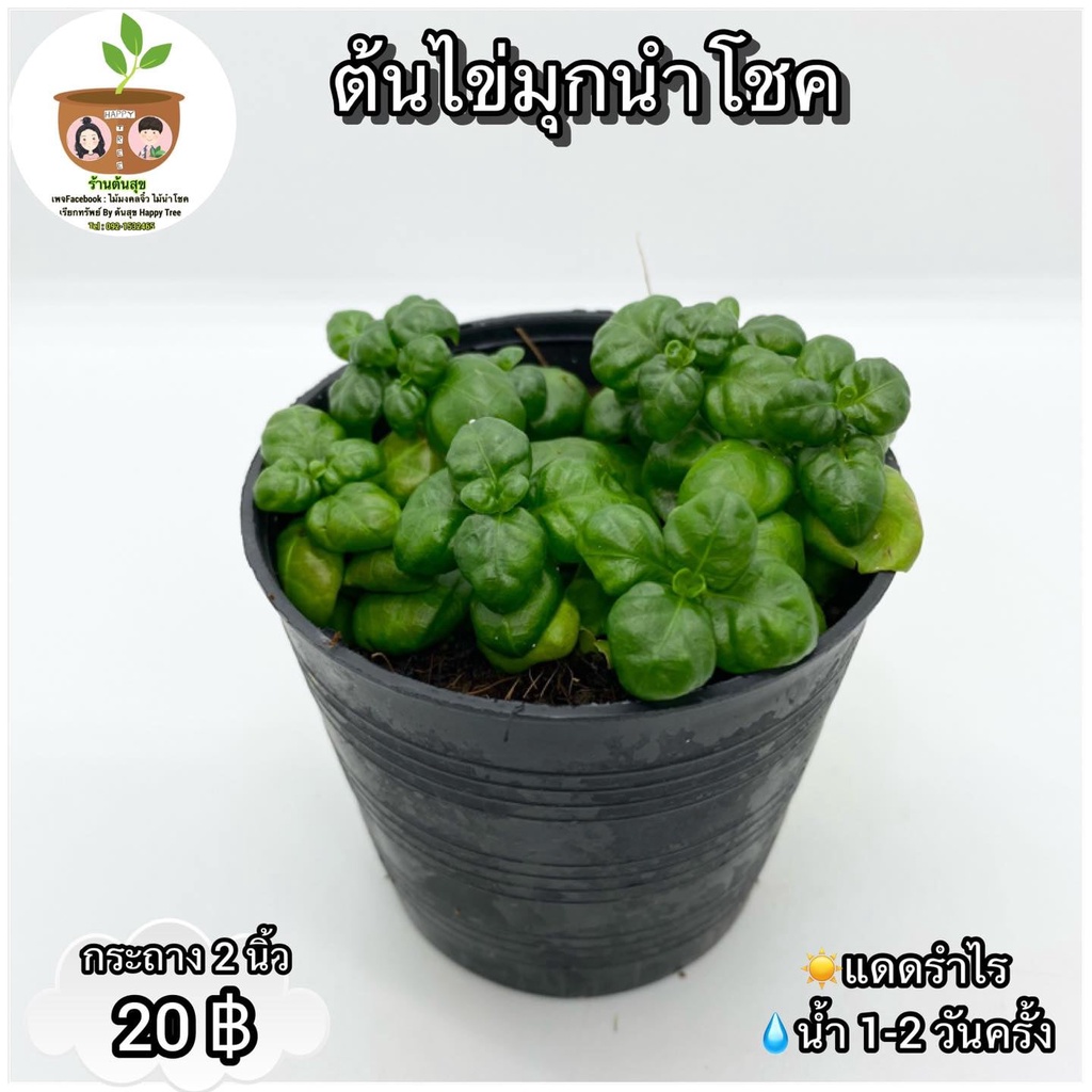 ต้นไข่มุกนำโชค จัดส่ง 2 ขึ้นไป คละแบบได้ ต้นไม้มงคลจิ๋ว – โปรปัง