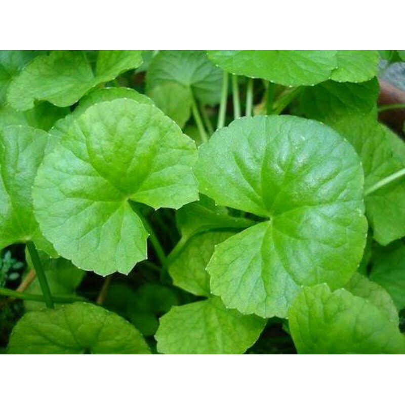 🌿 ต้นใบบัวบกในถุงดำ พร้อมปลูก 🌱 5แถม1