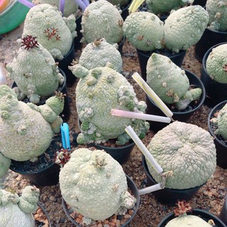 เมล็ดพันธุ์แคคตัสคางคก(Pseudolithos) 5เมล็ด 99บาท🐸