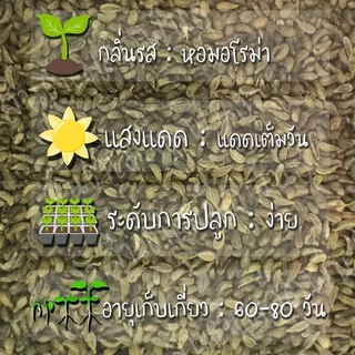 เมล็ดพันธุ์ พาร์สเลย์ มอสเคิร์ล 200 เมล็ด Moss Curled Parsley Seed เมล็ดพันธุ์แท้ นำเข้าจากต่างประเทศ ปลูกผัก สวนครัว