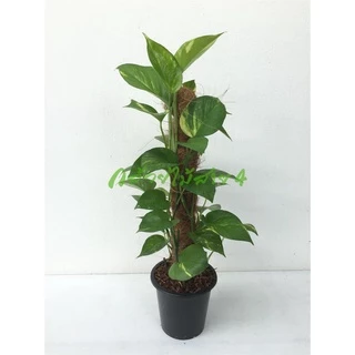 ต้นพลูด่างยักษ์ กระถาง 6 นิ้ว (Epipremnum aureum) ไม้ฟอกอากาศ พร้อมเสาใยมะพร้าว ความสูง 55 ซม.