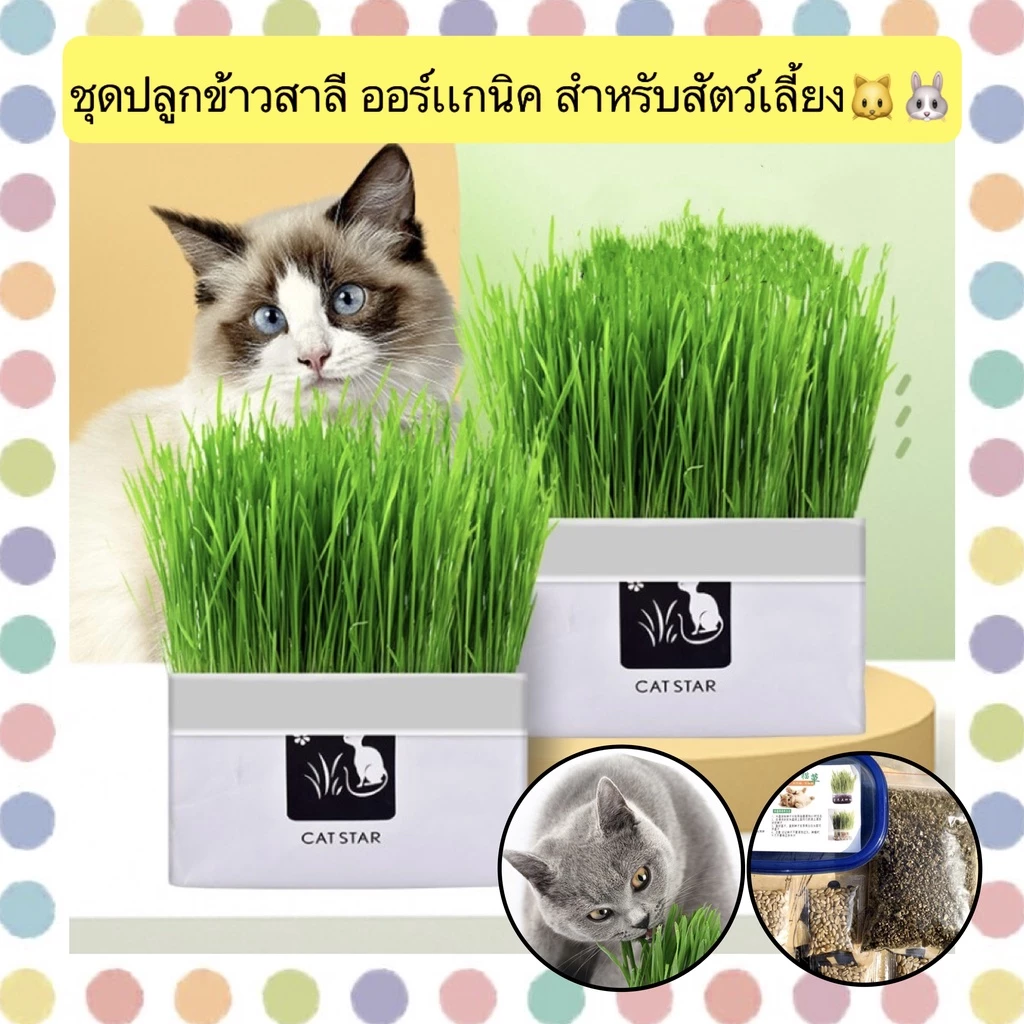 AL-380 ชุดปลูกข้าวสาลี ออร์เเกนิค สำหรับสัตว์เลี้ยง แมว กระต่าย ข้าวสาลีสำหรับสัตว์เลี้ยง ราคาถูก พร้อมส่ง😍🌾