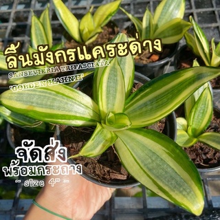 ต้นลิ้นมังกรแคระด่าง ( SANSEVIERIA TRIFASCIATA GOLDEN HAHNII ) ลิ้นมังกร ต้นไม้ฟอกอากาศ ต้นไม้มงคล ต้นไม้ฟอกอากาศ จิ๋ว