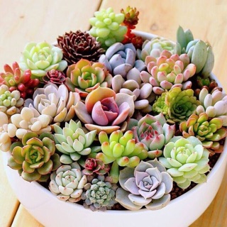 ⚡️ สินค้าขายดี ⚡️เมล็ดพันธ์ุ”ไม้อวบน้ำ Succulents”(พร้อมปลูก)🌷 30เมล็ด🌸