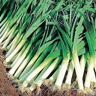 เมล็ดพันธุ์ กระเทียมต้น (American Flag Leek Seed) บรรจุ 50 เมล็ด คุณภาพดี ของแท้ 100%