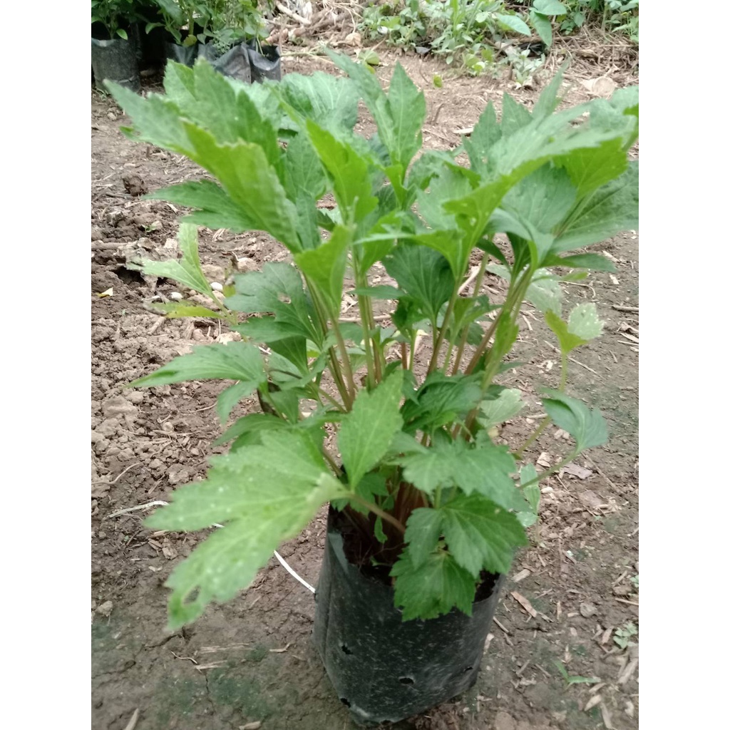 ต้นพันธุ์   จิงจูฉ่าย (White mugwort)   จิงจูฉ่าย  คนไทยรู้จักกันในชื่อ โกศจุฬาลัมพา