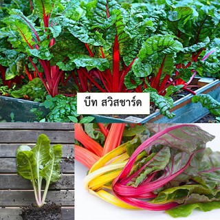 🌱เมล็ดผักสลัดบีท สวิสชาร์ด 10 เมล็ด (ซื้อ10แถม1 คละได้)🌱