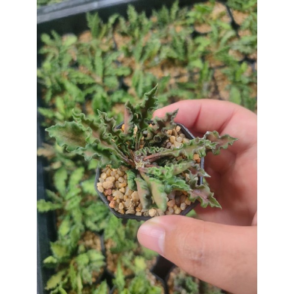 ยูโฟเบียไดโนเสาร์  ใบหยัก Euphorbia decaryi Guillaumin var. spirosticha 🪴🦕🍁🪴🦕🍁🪴🦕🍁