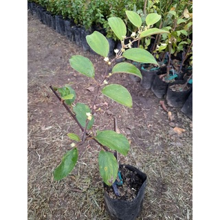 🌱ต้นพุทรา 3 รส🌱
✅ทาบกิ่ง
✅ต้นสูงประมาณ 20-30ซม.