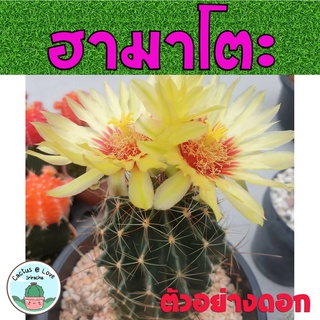 ฮามาโตะ (ดอกสีเหลือง) Hamatocactus setispinus กระบองเพชร