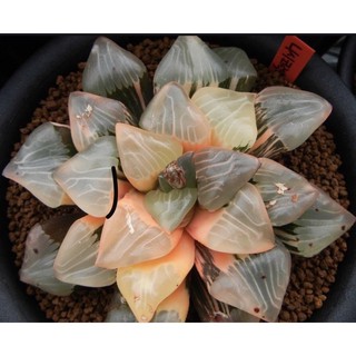 Haworthia Nishi Correcta variegated 30เมล็ด .-149