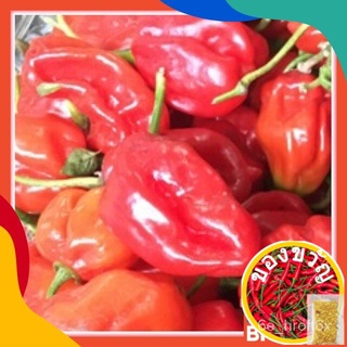 (Its a seed, not a plant!)) CILI SUPER PEDAS Red Savina HOT PEPPER herbanero big size FRESH seeds种子/儿童/生菜/苹果/头饰/园艺/向日葵/