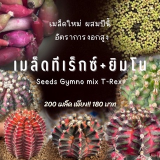 เมล็ดยิมโนด่างผสมทีเร็กซ์ หลอดละ 200 เมล็ด