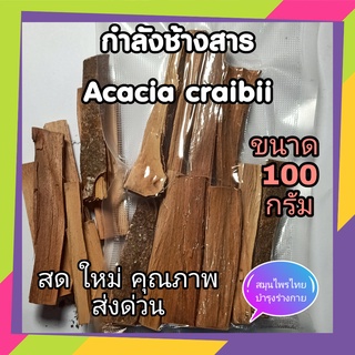 สมุนไพรกำลังช้างสาร กำลังช้างสาร ( Acacia craibii ) 100 กรัม สมุนไพรดองยา สมุนไพรไทยโบราณ บำรุงกำลังเสริมสมรรถภาพ