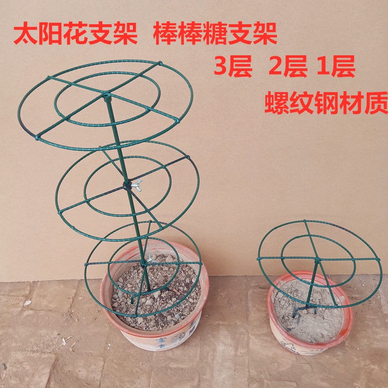 Sun ดอกไม้ lollipop วงเล็บขาตั้งดอกไม้ Crab Claw Orchid Grafted Leaf